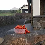 Paim Santo Antonio (Pico Island)