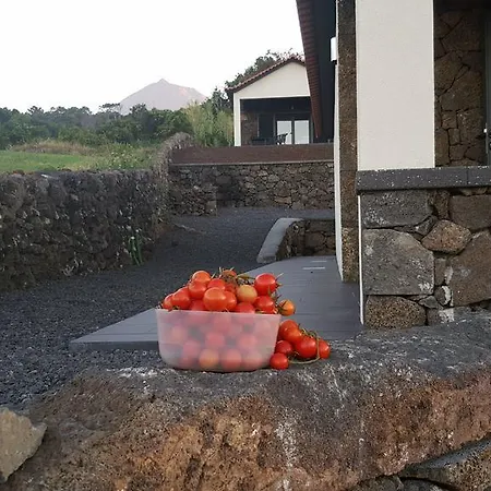 Paim Santo Antonio (Pico Island)